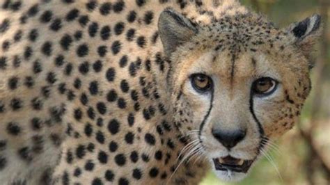 Namibia Cheetahs In India: Latest News, Photos, Videos on Namibia.